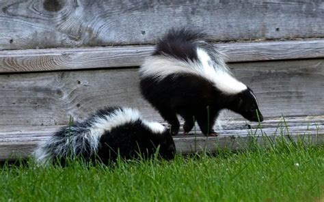 Simple Steps To Get Rid Of Skunks Under Your Deck My Backyard Life