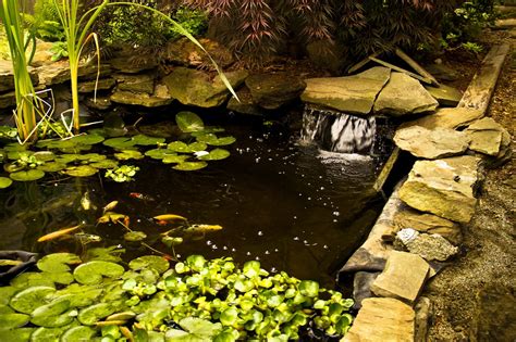 Koi Pond Maintenance Keep Your Pond Live And Healthy Hirerush Blog