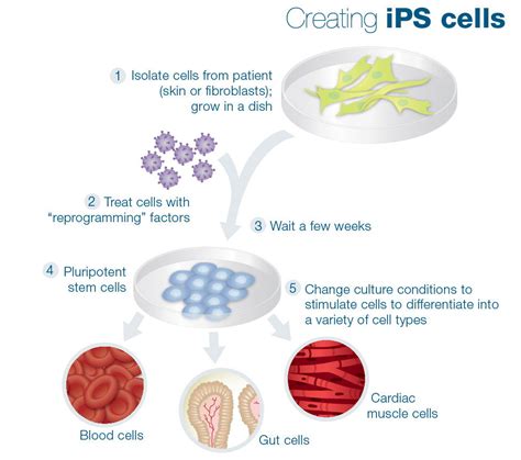 Stem Cell Quick Reference