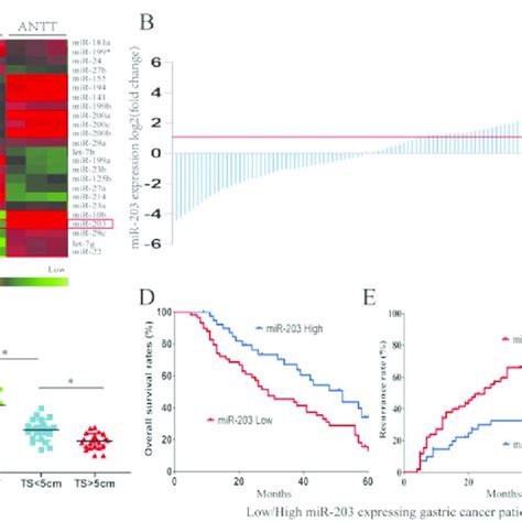 MiR 203 Was Downregulated In Human GC Tissue And Was Correlated With