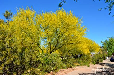 Ramblings From A Desert Garden Tour Of Sustainable Southwestern