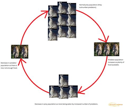 Predator And Prey Relationships Gcse Biology Revision