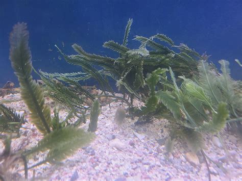 Macroalgae Identification : r/ReefTank