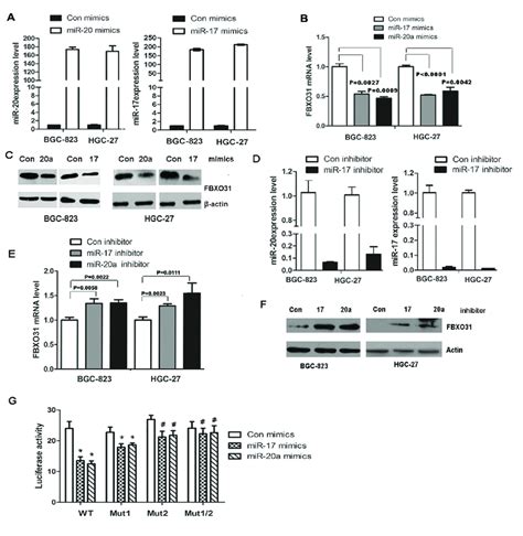 MiR 20a And MiR 17 Directly Bind To The 3 Untranslated Region UTR Of