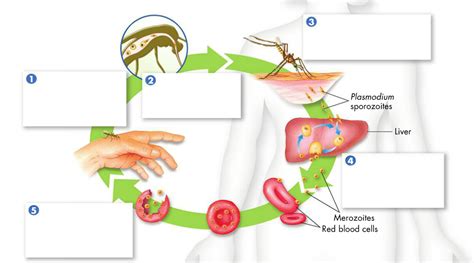 Biology Ch 21 Plasmodium Life Cycle Diagram Diagram Quizlet