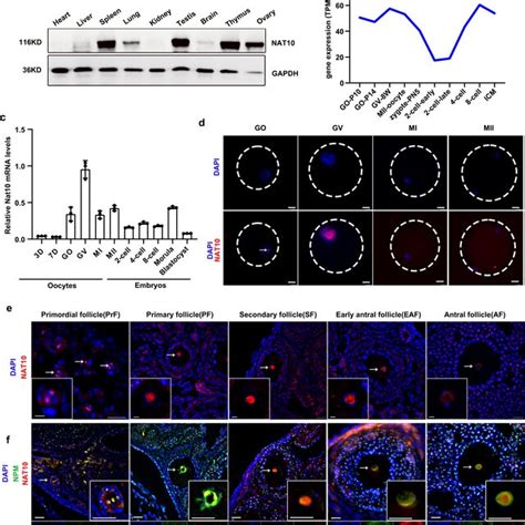 Pdf Maternal Nat Orchestrates Oocyte Meiotic Cell Cycle Progression