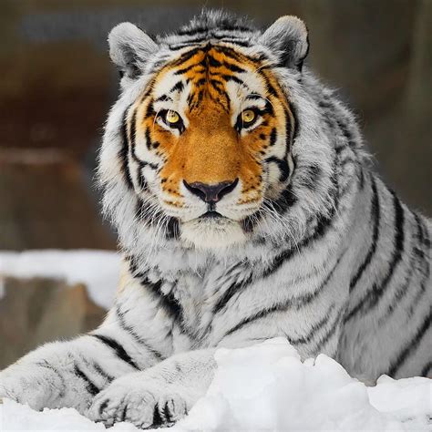 White Tiger With Orange Face Unique Wild Cats Rare Animals Amur Tiger