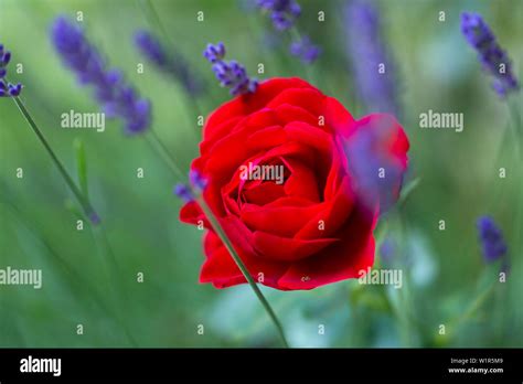 Lavender Colour Roses Hi Res Stock Photography And Images Alamy