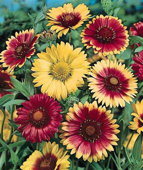 Gaillardia Seeds 10 Gaillardias Perennial Flower Seeds