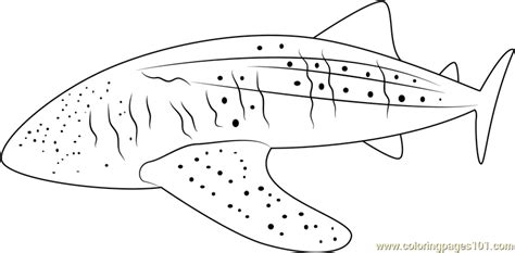 Free Printable Whale Shark Coloring Pages Coloring Pages