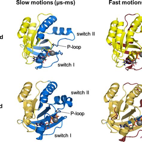 hypothetical conformational states  ras proteins  ras cycle  scientific diagram