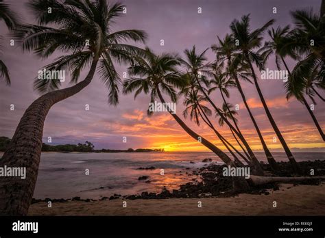 Sunset And Coconut Palm Trees At Makalawena Beach Kekaha Kai State