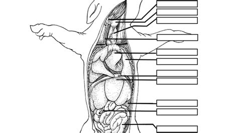 Fetal Pig Dissection Worksheet Pdf