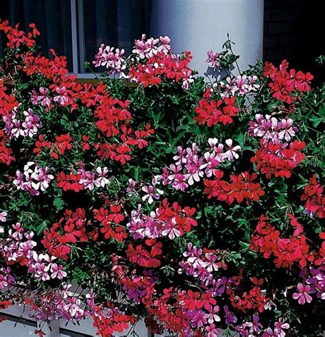 Geranium Cascade Speedy Mix Ivy Leaved Pelargonium Flowers Etsy