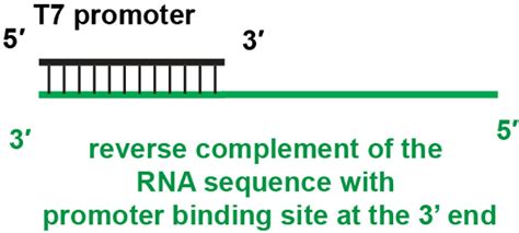 Figure 2 From Measuring The Activity And Structure Of Functional Rnas