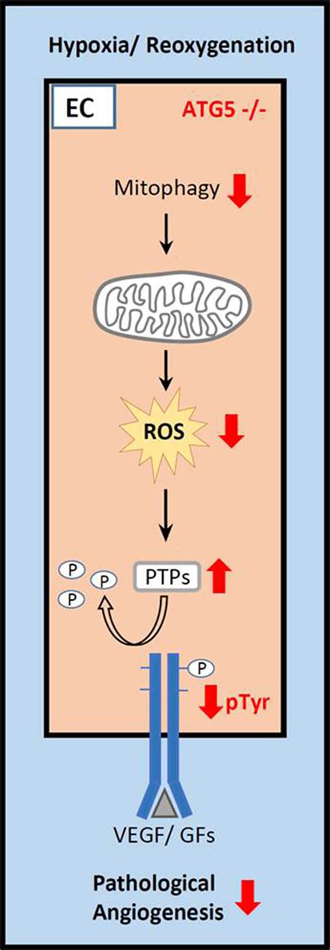 Endothelial Specific Deficiency Of Atg Autophagy Protein