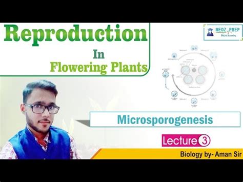 Microsporogenesis - YouTube