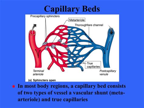 Ppt The Cardiovascular System Blood Vessels Powerpoint Presentation