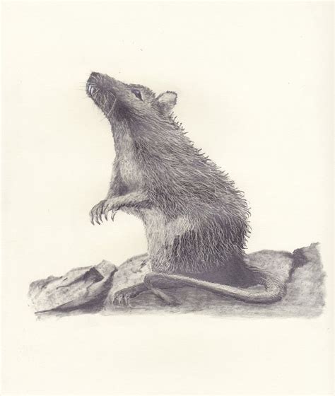 Pin By Ellen Bounds On SKETCHES OF DORMICE MICE AND RATS