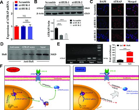 Hur Could Directly Bind Atrap Mrna And Regulate Its Nucleocytoplasmic