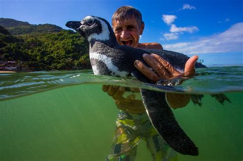 A Hist Ria De Jo O E Dindin Pinguim Resgatado Visita Seu Salvador Ap S