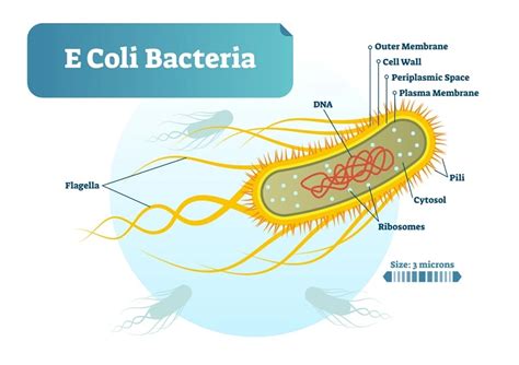 E Coli A Comprehensive And Easy To Understand Notes Microbial Notes