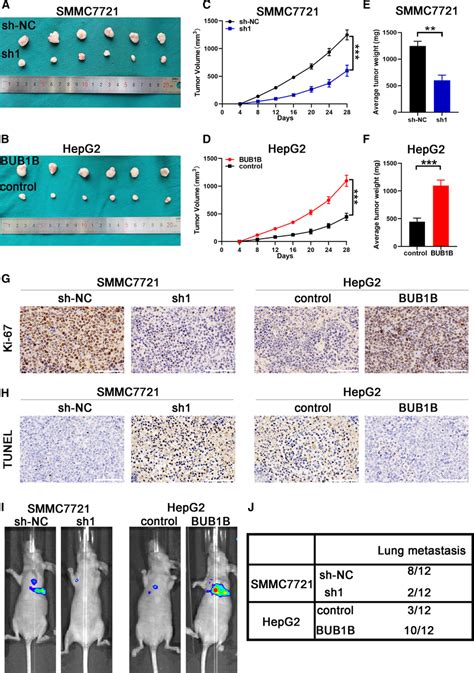 BUB1B contributes to HCC growth and metastasis in vivo. A,B ... 