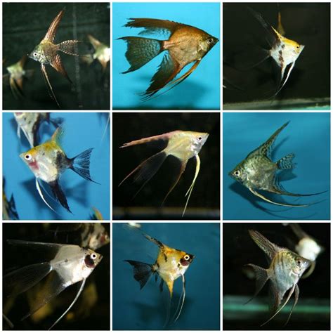 Assorted Veil Angelfish Small Bit Ly 1TnZ0OM Angelfish Are