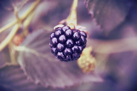 Free Images Blossom Fruit Berry Leaf Flower Purple Petal