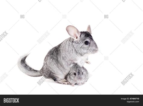 Chinchilla Babies On Image And Photo Free Trial Bigstock