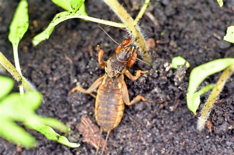 Mole Cricket: The Guide To Kill These Destructive Pests