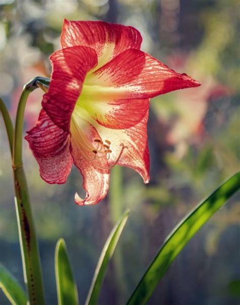 Hippeastrum - environment, care works, propagation | Armuro