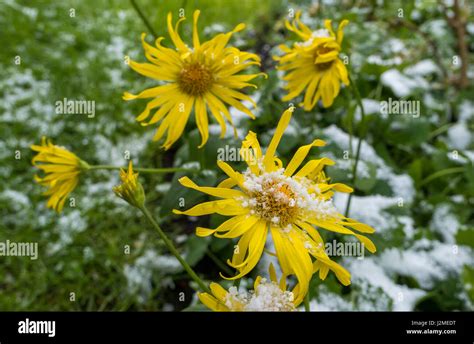 Frostbitten plants hi-res stock photography and images - Alamy