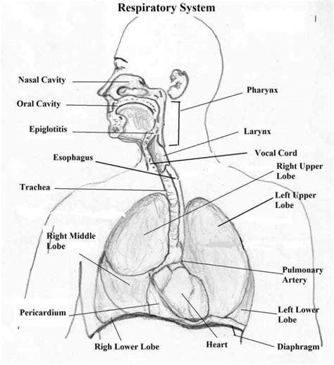 Parts Of The Respiratory System And Their Function | MedicineBTG.com