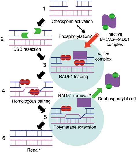 Cancer Susceptibility And The Functions Of Brca And Brca Cell