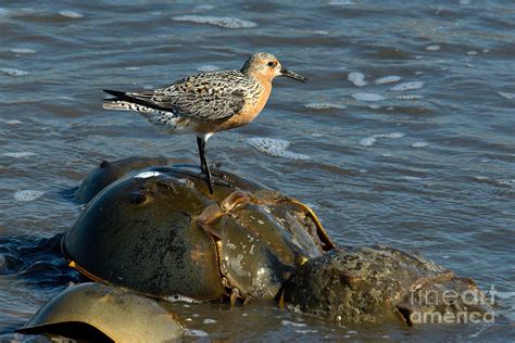 Red Knot On Horseshoe Crab Photograph By Mark Newman Fine Art America