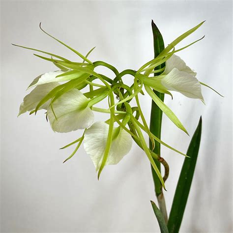 Ep 22 Brassavola Nodosa — Plant Daddy Podcast