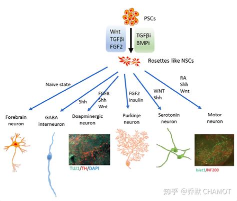 一文了解神经干细胞 知乎
