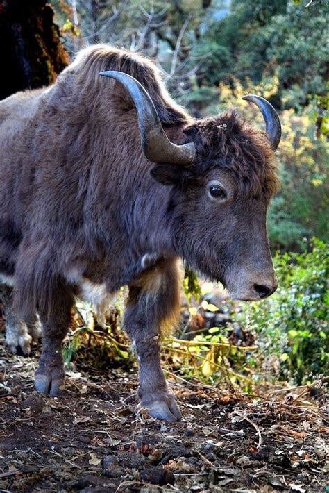 Yak Bhutan By Michael Foley Photography Yak Interesting Animals