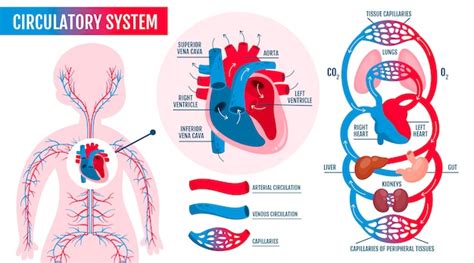 Modelo De Infográfico Do Sistema Circulatório Em Design Plano Vetor Grátis