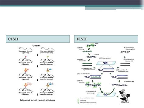 Nucleic acid hybridization | PPT