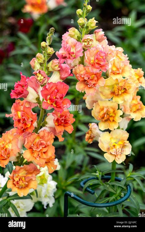 Field Of Snapdragon Flower Hi Res Stock Photography And Images Alamy