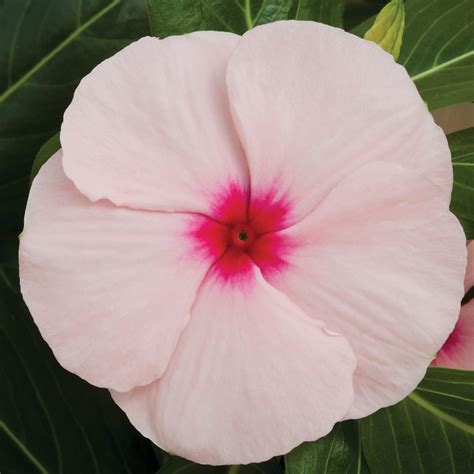 Vinca Cora Cascade Apricot - Milaegers