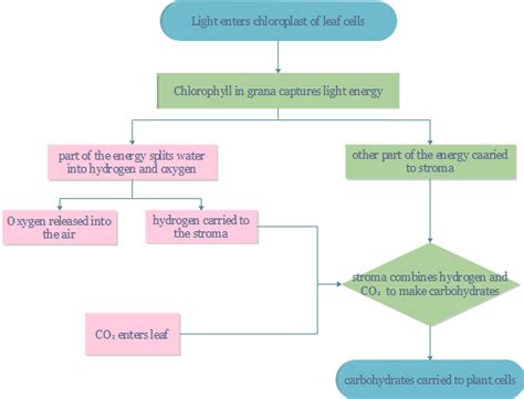 Photosynthesis Flowchart - Explore the Secret of Nature