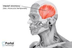 Mięsień skroniowy Portal Stomatologa