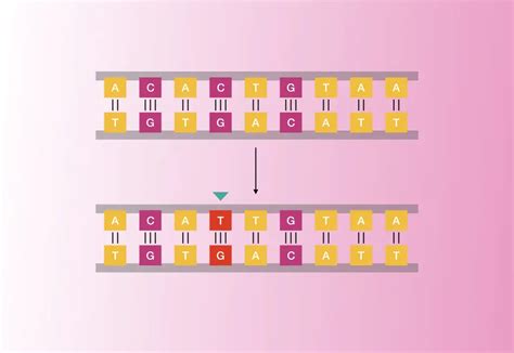 What Is A Point Mutation?