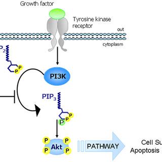 The PI3K-PTEN-Akt pathway. The main function of PTEN consists in the ...