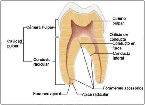 Camara Pulpar Do Dente Librain