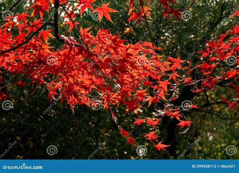 Autumn Coloured Tree Shanghai China Stock Image Image Of Season