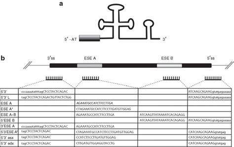 Designing And Cloning Of The U1 Antisense RNA Molecules A Schematic